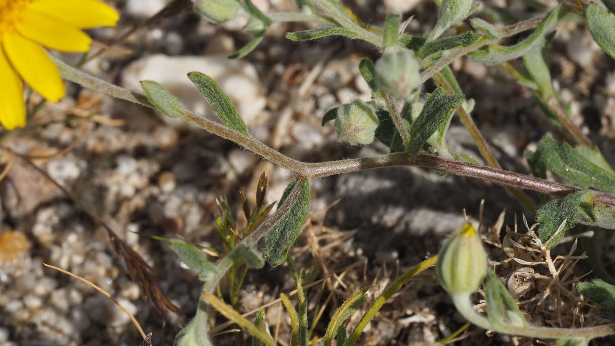 Image de Eriophyllum ambiguum var. paleaceum (Brandeg.) Ferris