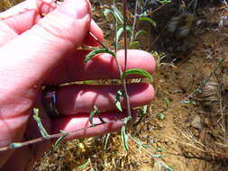 Image of <i>Lessingia <i>glandulifera</i></i> var. glandulifera