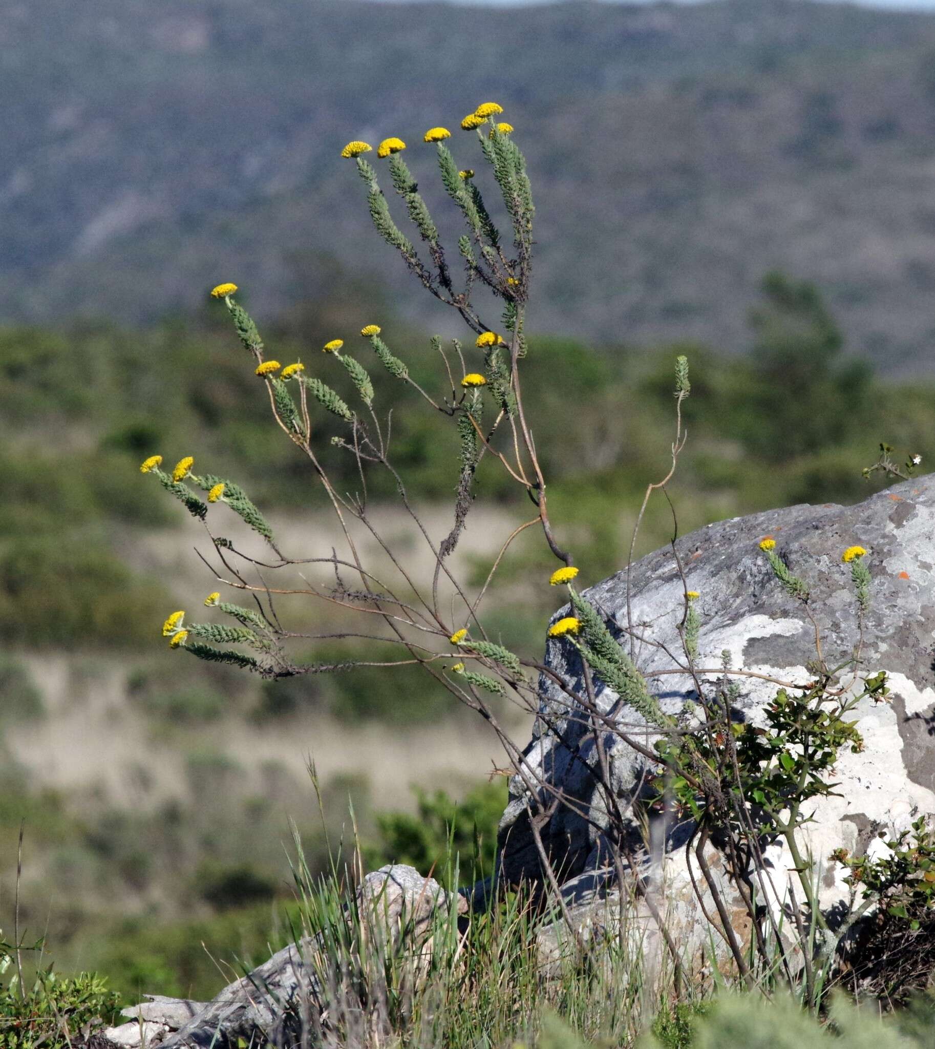 Image of Athanasia pinnata L. fil.