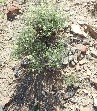 Слика од Stachys aurea Benth.