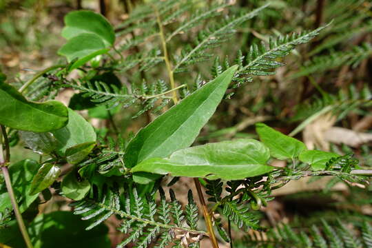 <i>Clematis aristata</i> resmi