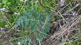 Image of Thapsia villosa L.