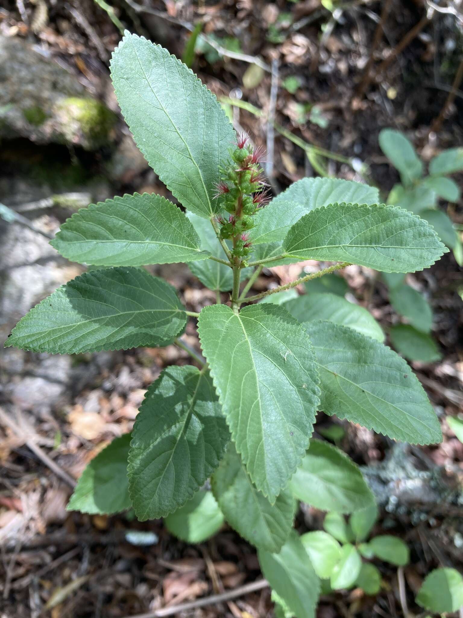 Image of Acalypha communis Müll. Arg.