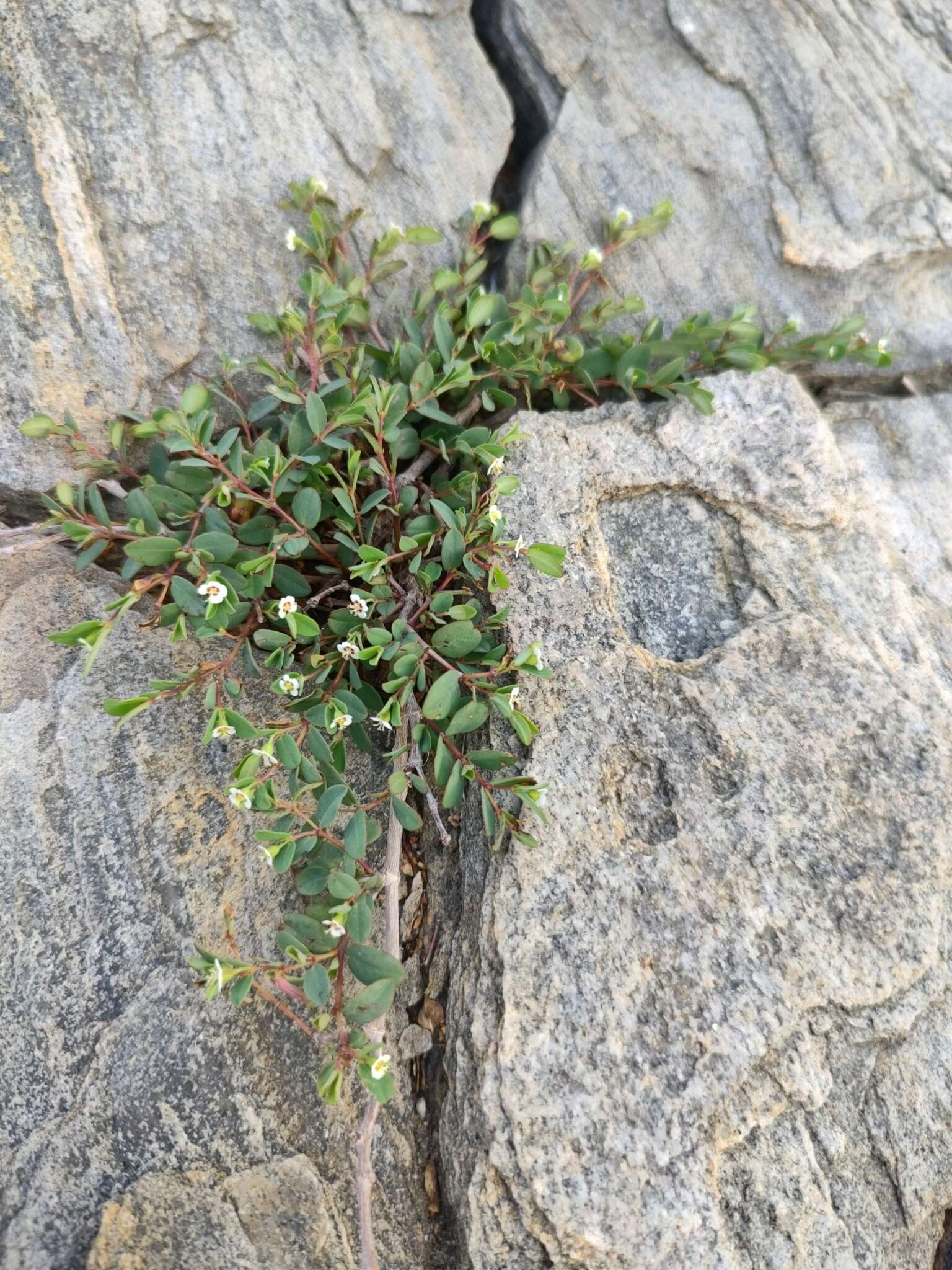 Plancia ëd Euphorbia magdalenae Benth.