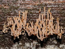 Image of Artomyces colensoi (Berk.) Jülich 1982