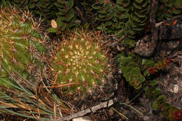 Image of Matucana aurantiaca (Vaupel) Buxb.