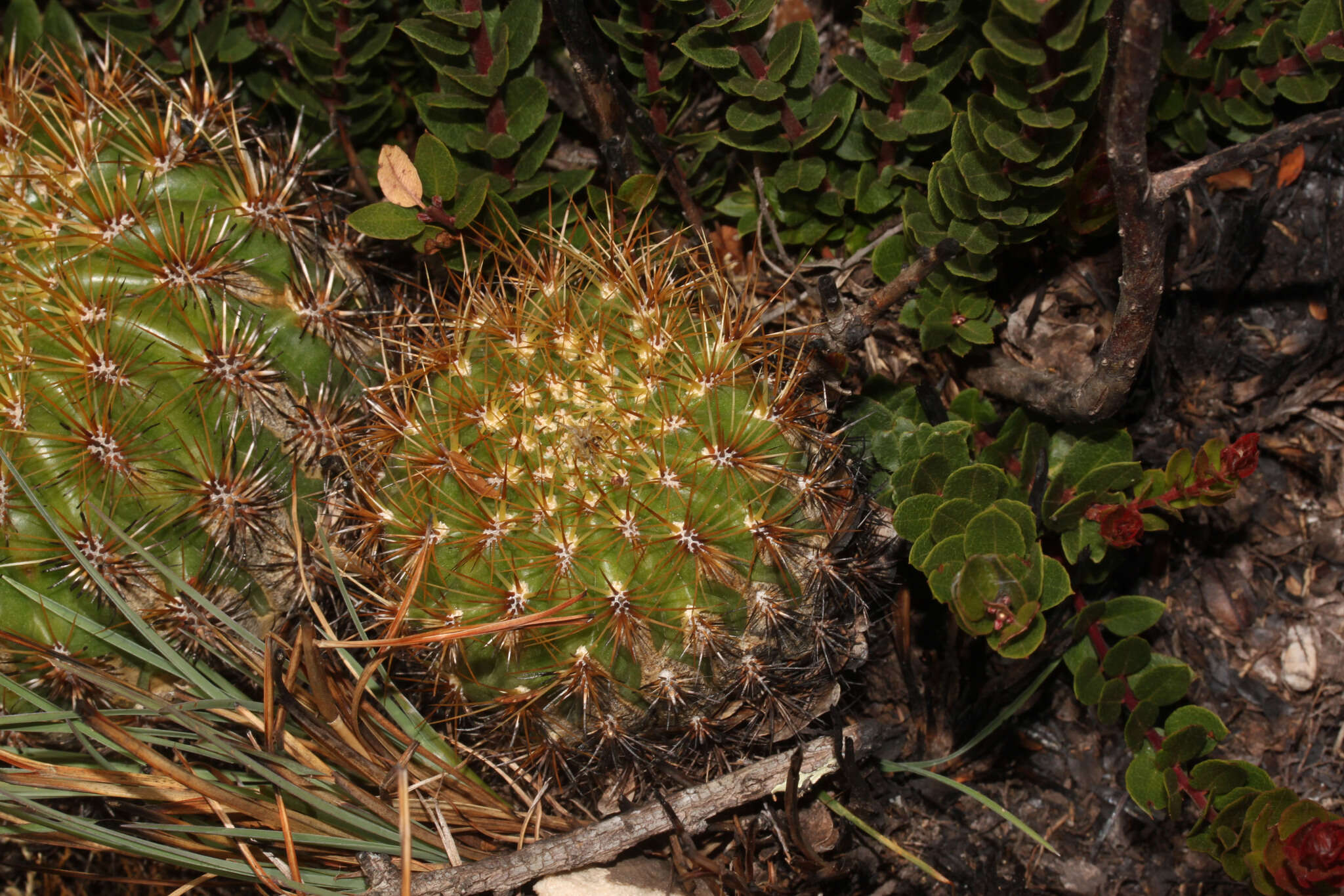 Image of Matucana aurantiaca (Vaupel) Buxb.