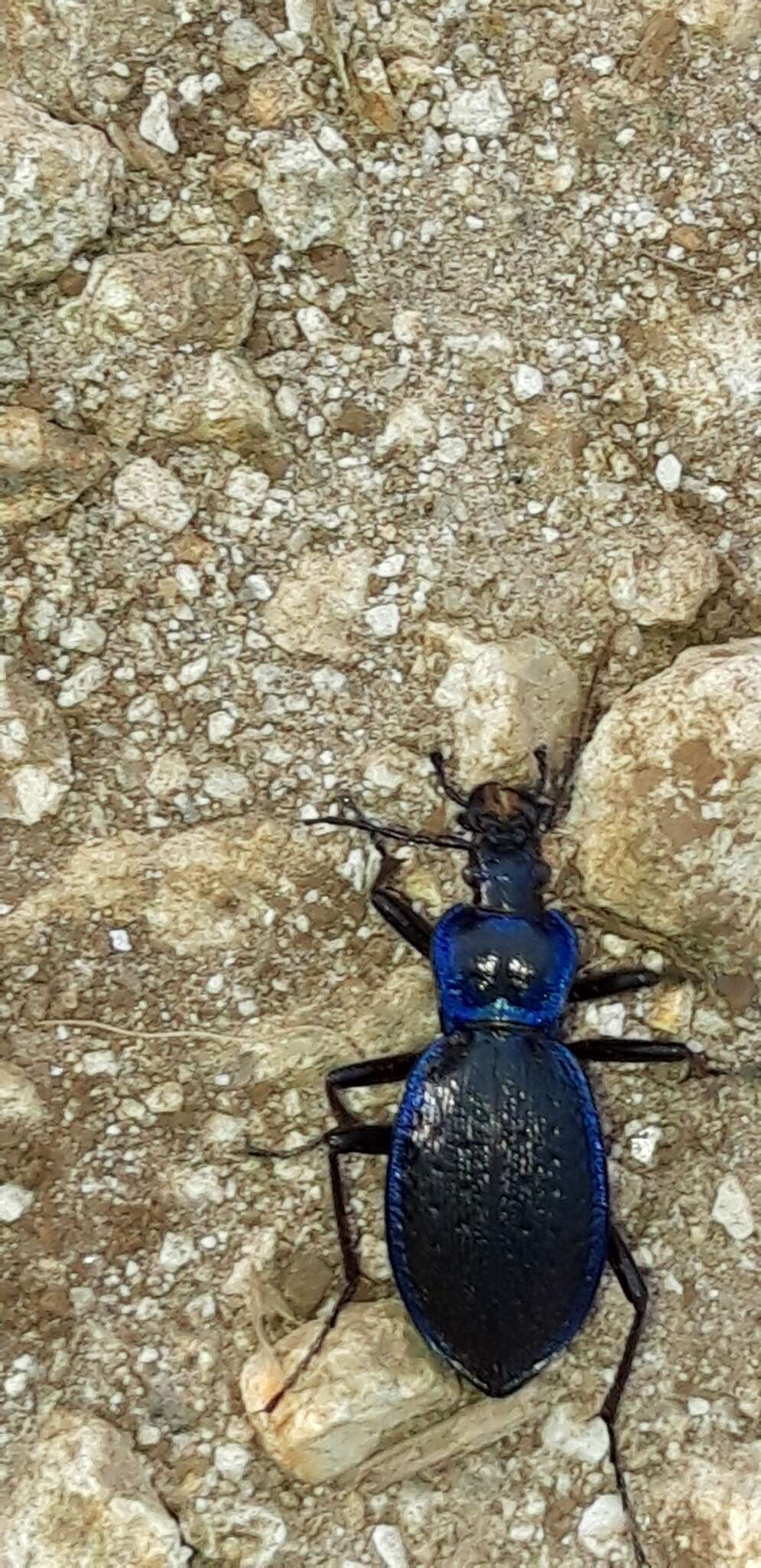 Image of Carabus (Chaetocarabus) lefebvrei lefebvrei Dejean 1826