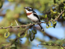 Image of Western Black-headed Batis