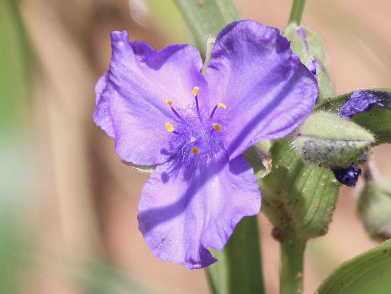 Image of longbract spiderwort