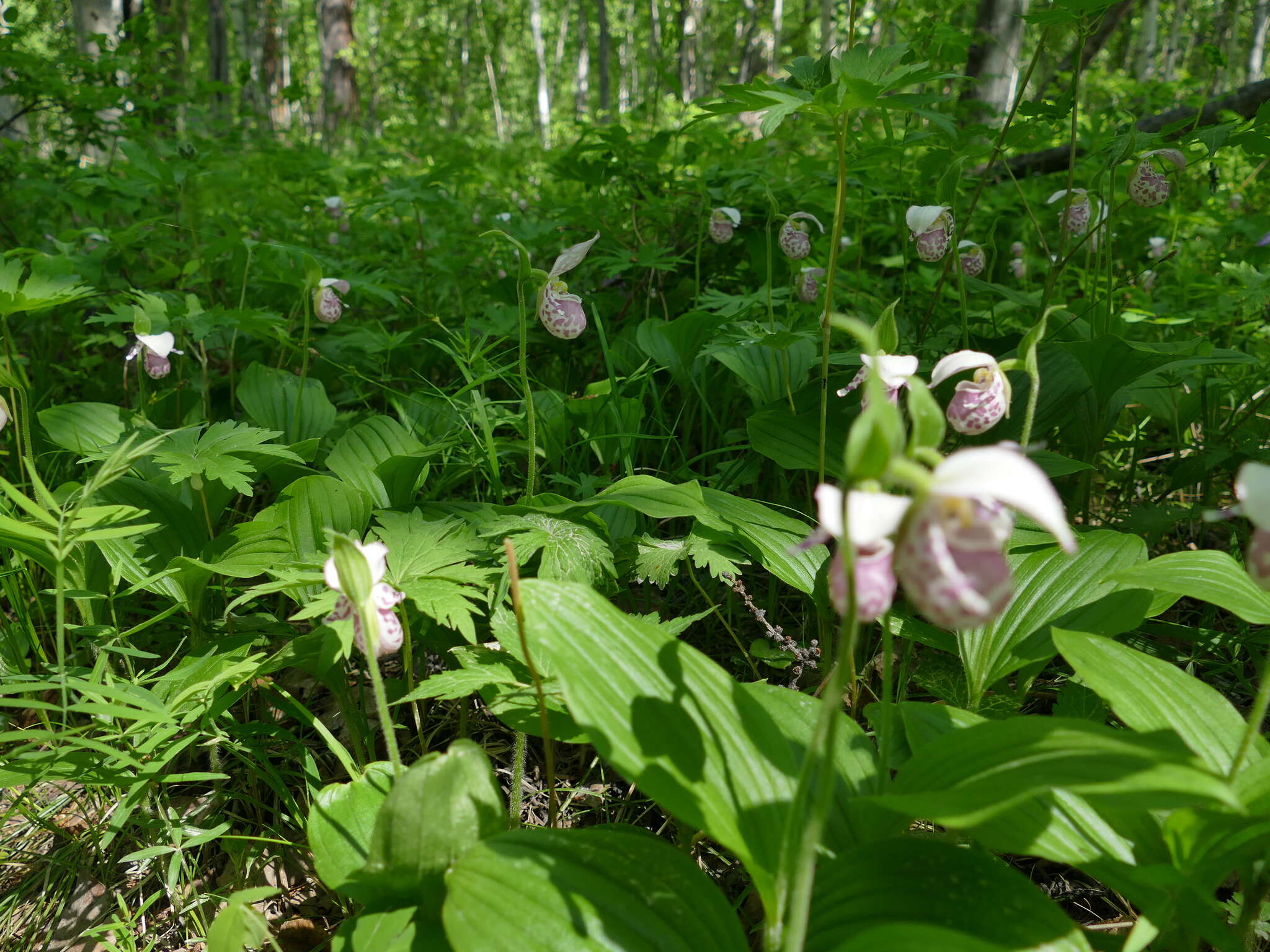 Image of hybrid ladyslipper