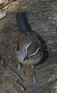 Image of Brown-crowned Tchagra