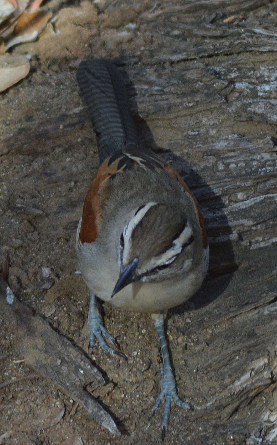 Image of Brown-crowned Tchagra