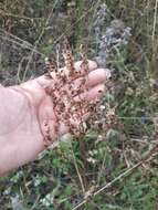 Imagem de Rumex turcomanicus (Rech. fil.) Czer.