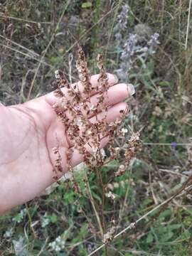 Sivun Rumex turcomanicus (Rech. fil.) Czer. kuva