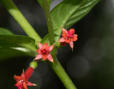 Image of Fuchsia parviflora Lindl.