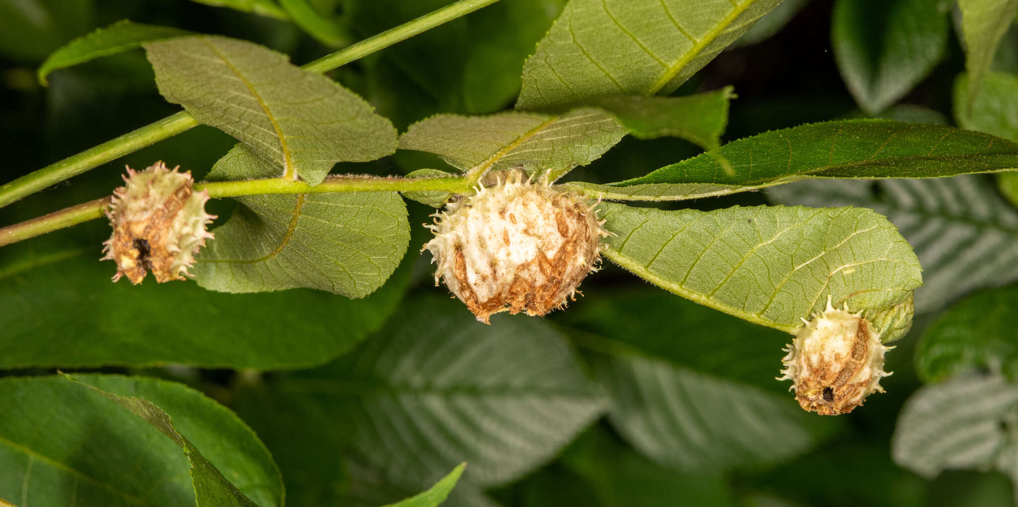 Phylloxera spinosa (Shimer 1869)的圖片