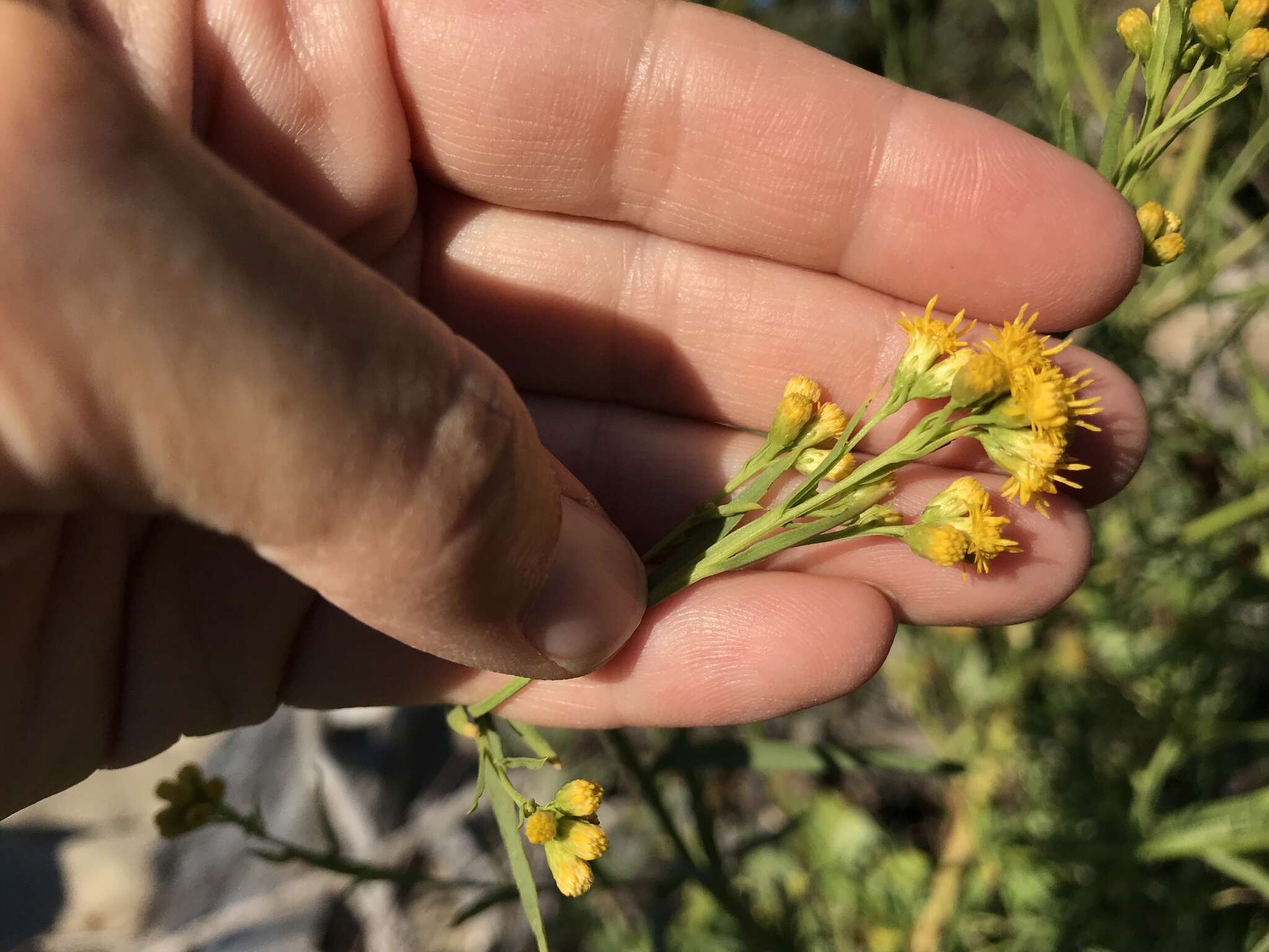 Plancia ëd Euthamia occidentalis Nutt.