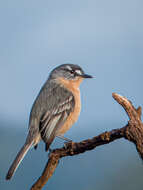 Image of Gray-backed Tachuri