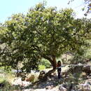 Image of Borrego Oak