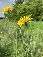 Pseudopodospermum strictum (Hornem.) Zaika, Sukhor & N. Kilian的圖片