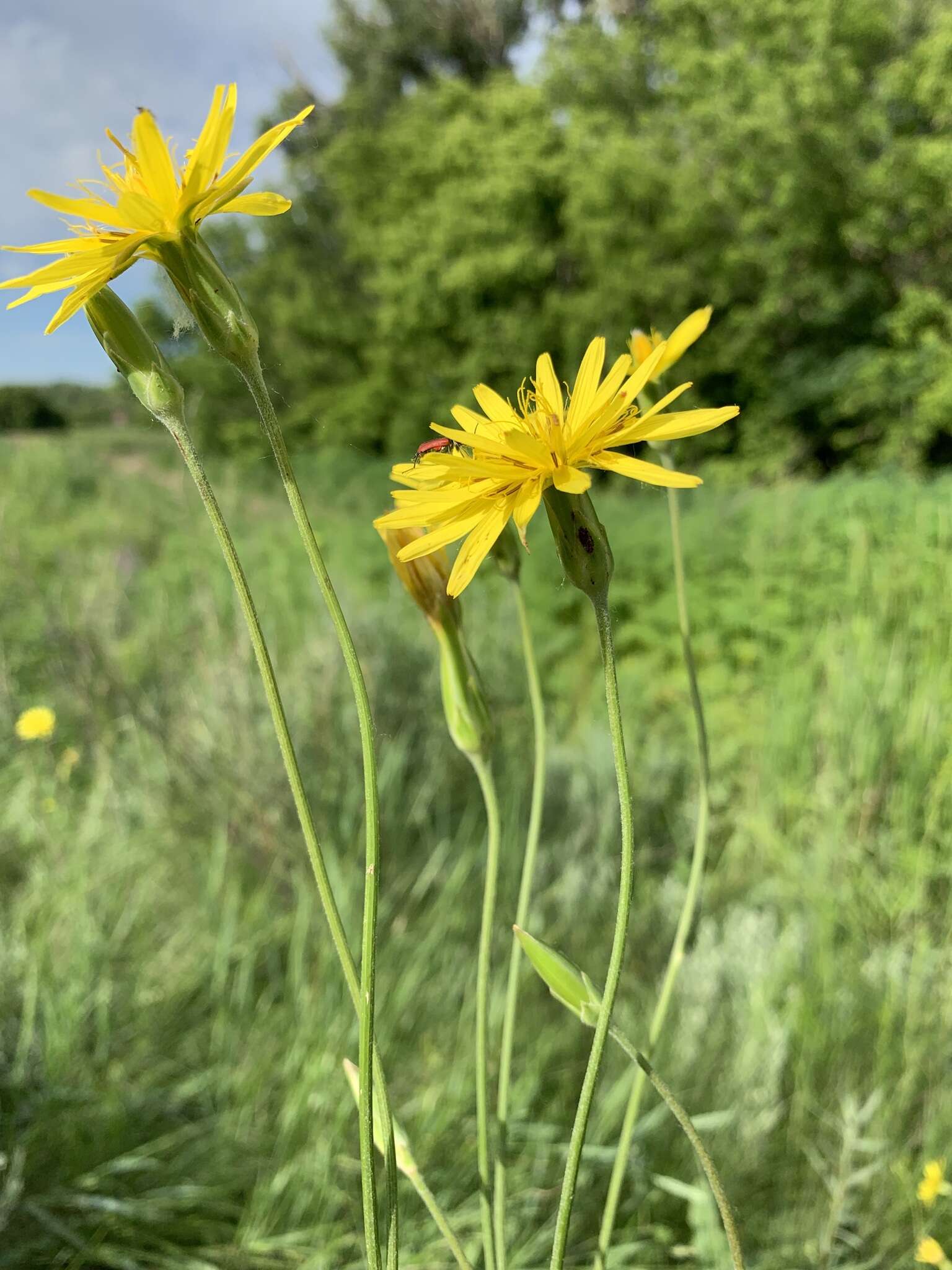 Pseudopodospermum strictum (Hornem.) Zaika, Sukhor & N. Kilian resmi