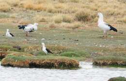 Image of Andean Avocet