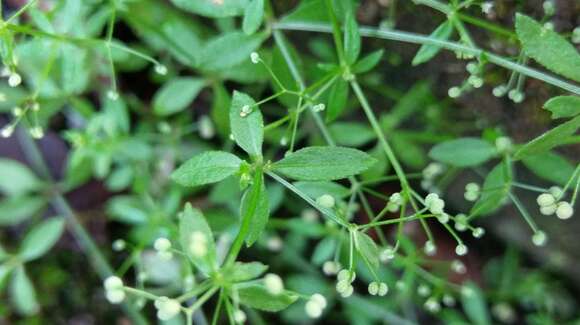 Plancia ëd Galium bungei var. trachyspermum (A. Gray) Cufod.