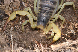 Image of Hadrurus anzaborrego Soleglad, Fet & Lowe 2011