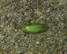 Image of Green Banana Cockroach