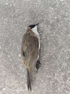 Image of Brown-breasted Bulbul