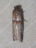 Acrobasis comptella Ragonot 1887 resmi