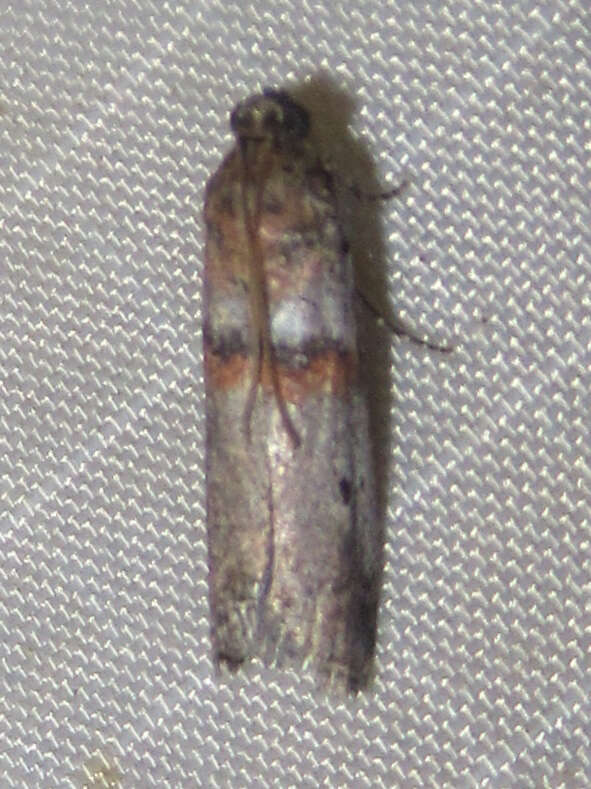 Image of Acrobasis comptella Ragonot 1887