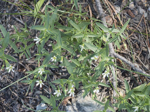 Image of pseudostellaria