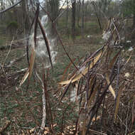 Image of Indian-hemp