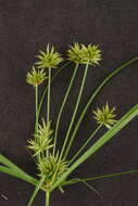 صورة Cyperus croceus Vahl