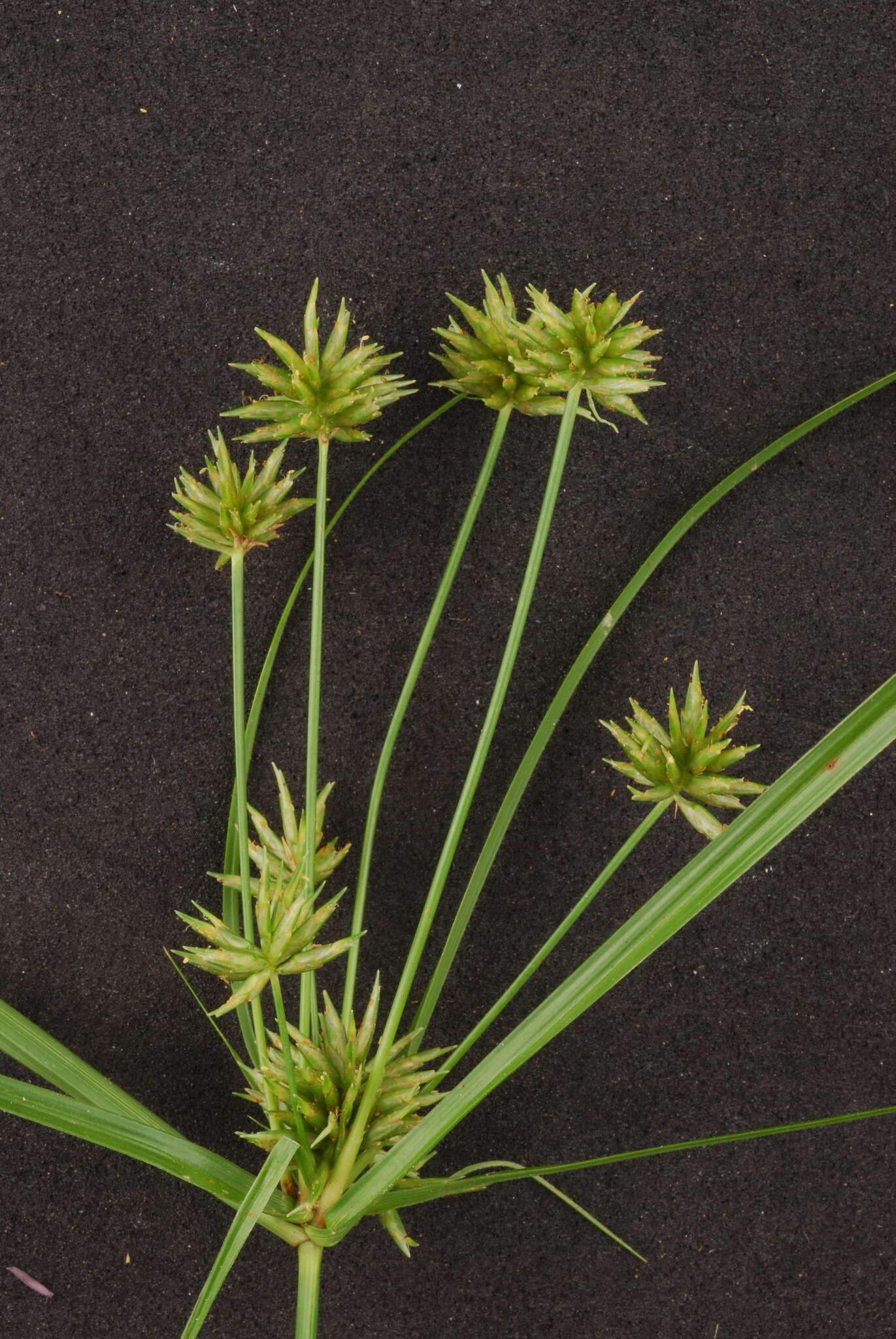 Imagem de Cyperus croceus Vahl