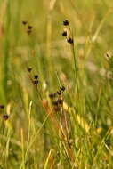 Imagem de Juncus alpinoarticulatus subsp. alpinoarticulatus