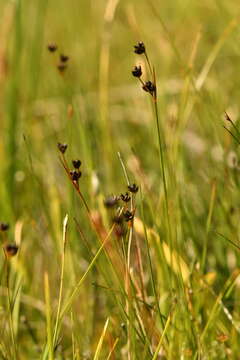 Слика од Juncus alpinoarticulatus subsp. alpinoarticulatus