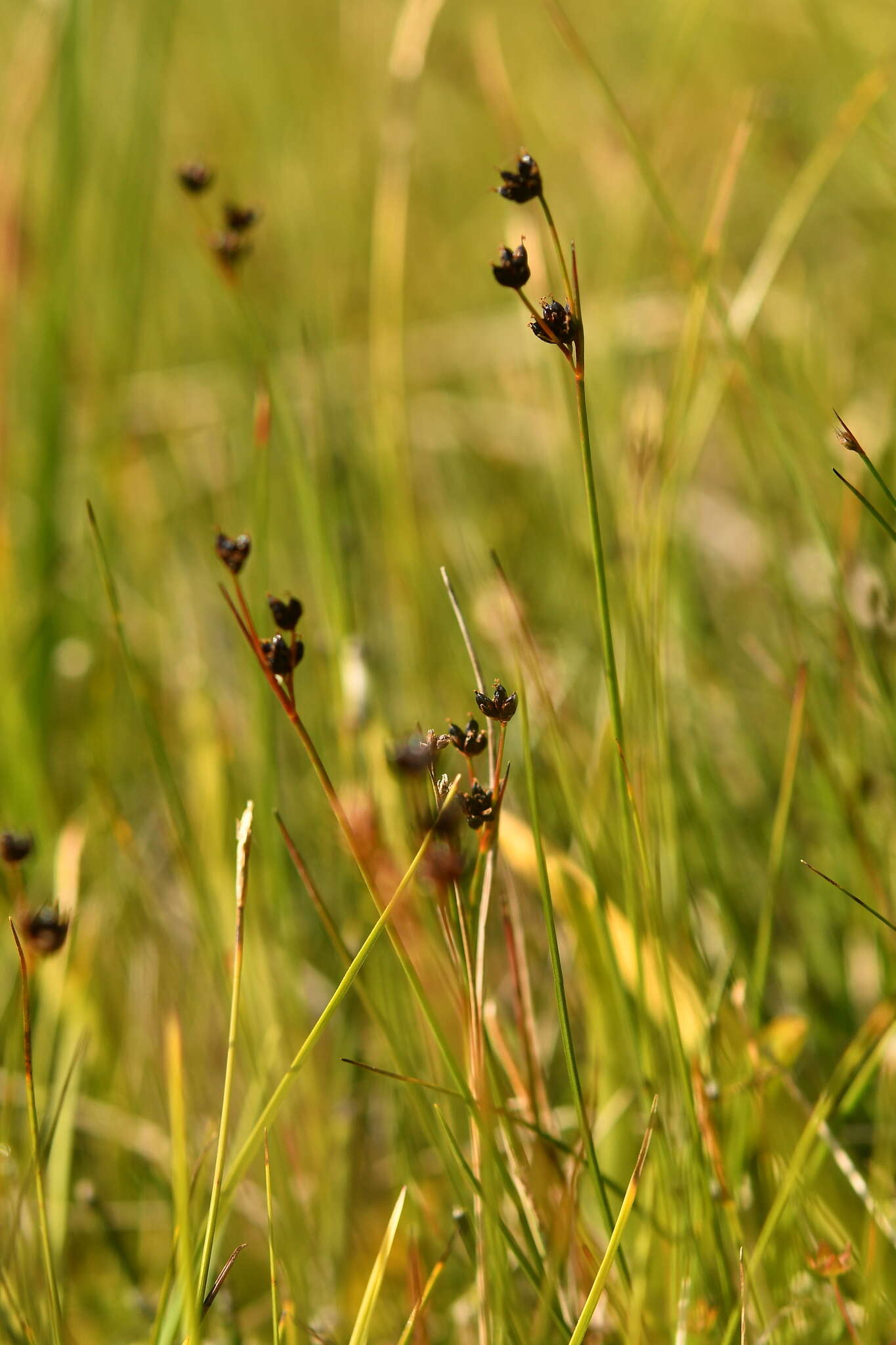 Imagem de Juncus alpinoarticulatus subsp. alpinoarticulatus