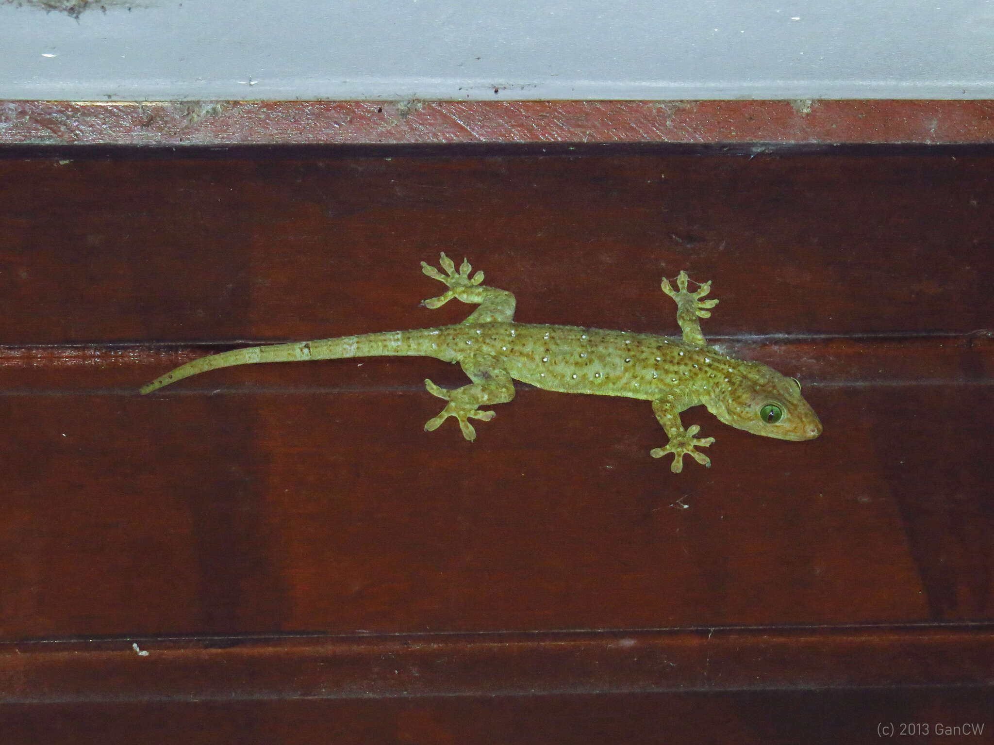 Gekko albofasciolatus (Günther 1867)的圖片