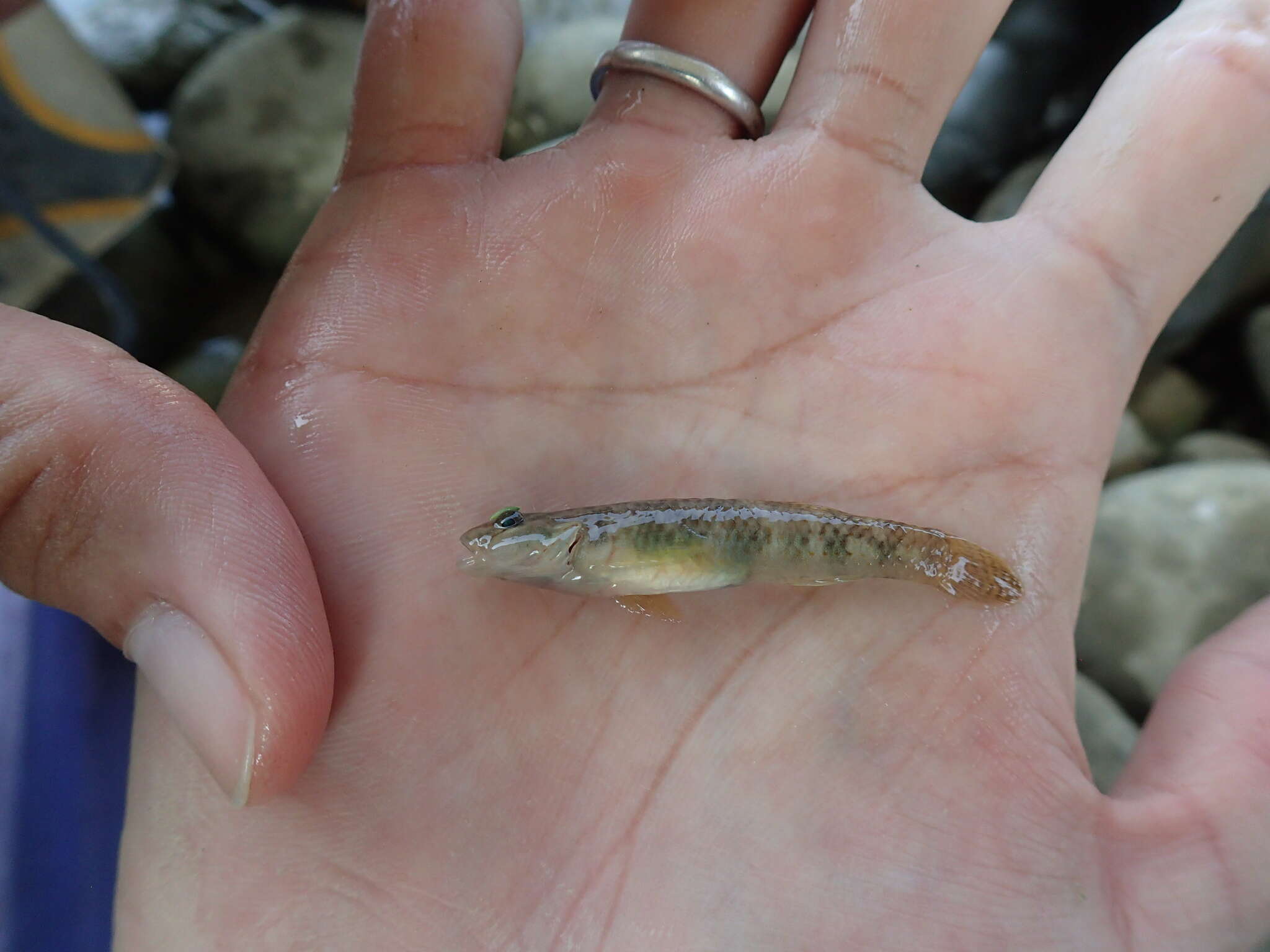 صورة Rhinogobius rubromaculatus Lee & Chang 1996