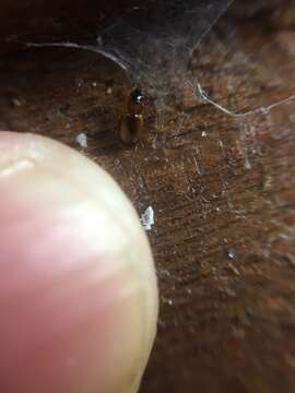 Image of Ground beetle