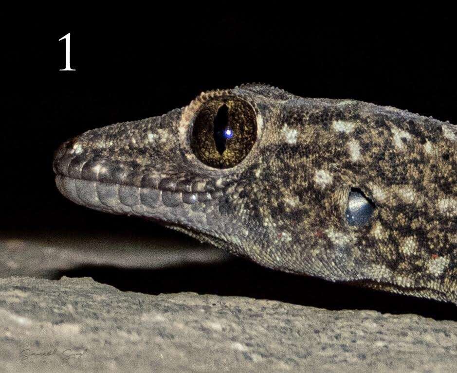 Image de Hemidactylus yajurvedi Murthy, Bauer, Lajmi, Agarwal & Giri 2015