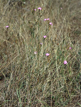 Image of Dianthus bicolor Adams