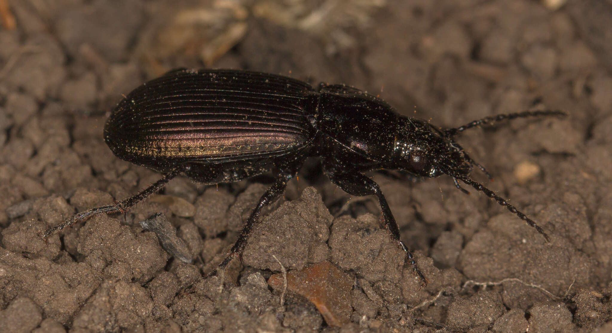 Image of Pterostichus (Eosteropus) mannerheimii (Dejean 1831)