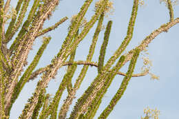 Image of Madagascan ocotillo