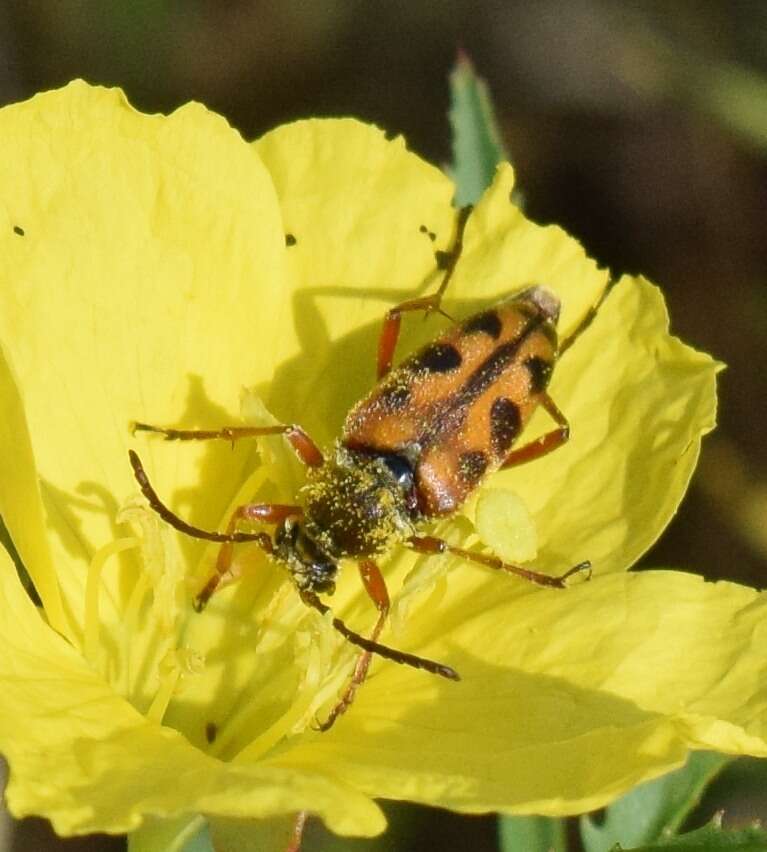 صورة Typocerus octonotatus (Haldeman 1847)