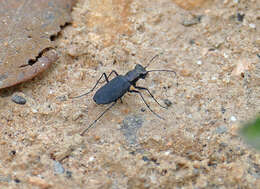 Image de Cicindela (Cicindelidia) cyaniventris Chevrolat 1834