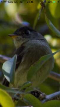 Empidonax atriceps Salvin 1870的圖片